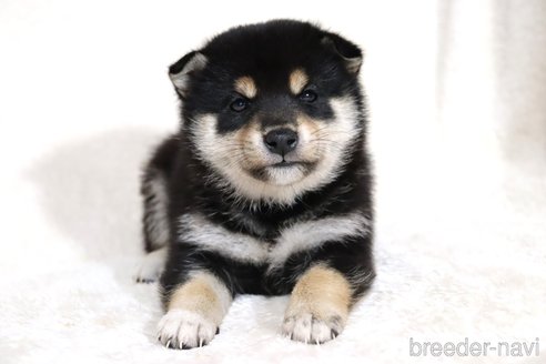成約済の滋賀県の柴犬-354639の14枚目