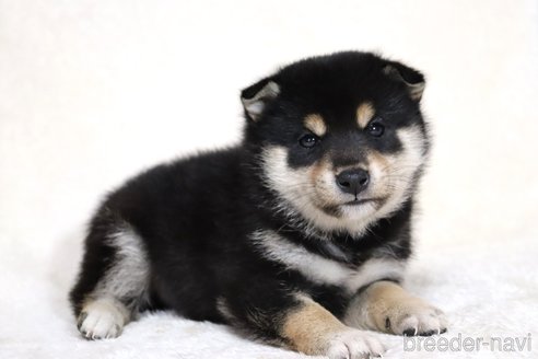 成約済の滋賀県の柴犬-354639の13枚目
