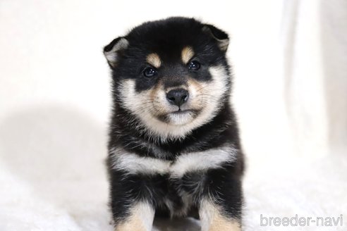 成約済の滋賀県の柴犬-354639の12枚目