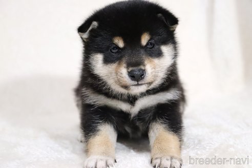 成約済の滋賀県の柴犬-354639の11枚目