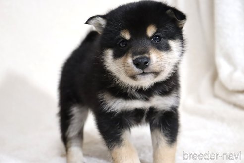 成約済の滋賀県の柴犬-354639の10枚目