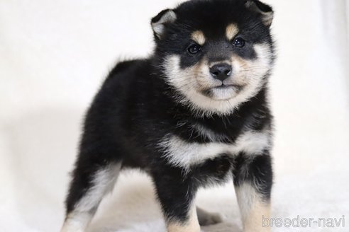 成約済の滋賀県の柴犬-354639の9枚目