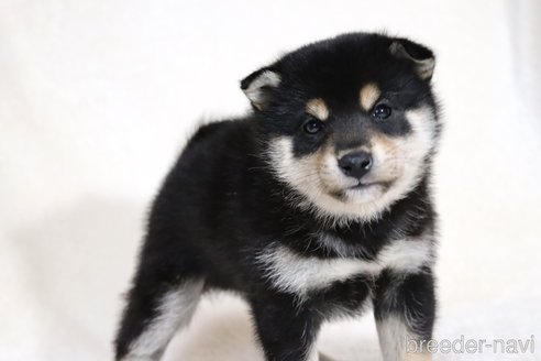 成約済の滋賀県の柴犬-354639の8枚目