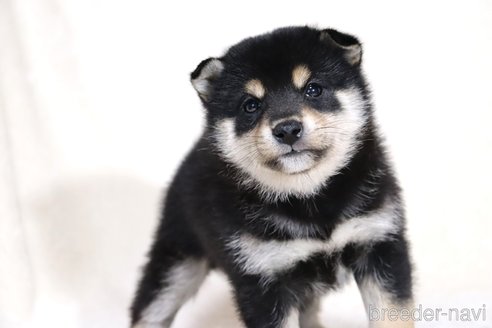 成約済の滋賀県の柴犬-354639の7枚目