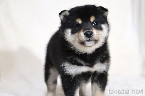 成約済の滋賀県の柴犬-354639の6枚目