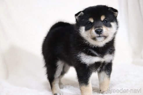 成約済の滋賀県の柴犬-354639の5枚目