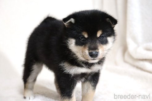 成約済の滋賀県の柴犬-354639の4枚目