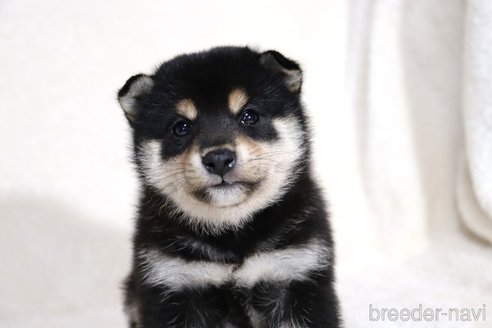 成約済の滋賀県の柴犬-354639の3枚目