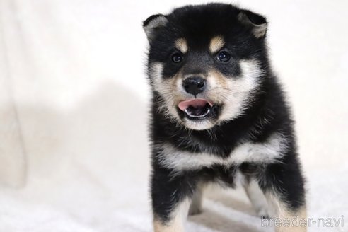 成約済の滋賀県の柴犬-354639の2枚目