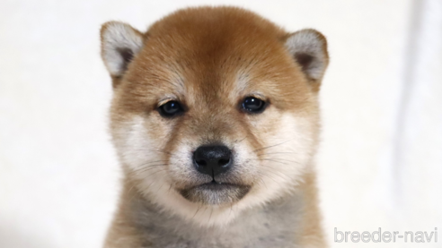 成約済の滋賀県の柴犬-354641