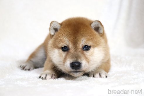 成約済の滋賀県の柴犬-354641の15枚目