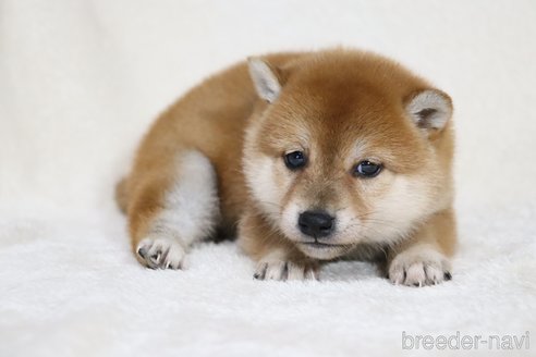成約済の滋賀県の柴犬-354641の14枚目