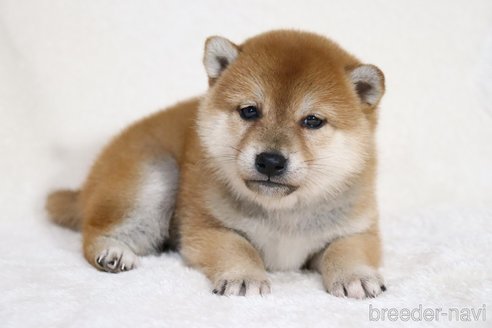 成約済の滋賀県の柴犬-354641の13枚目