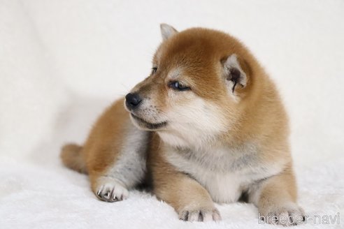 成約済の滋賀県の柴犬-354641の12枚目