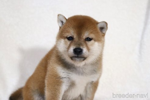 成約済の滋賀県の柴犬-354641の11枚目