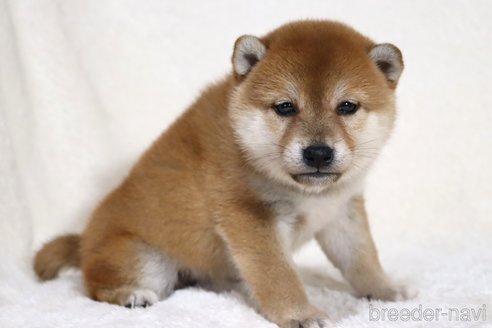成約済の滋賀県の柴犬-354641の10枚目