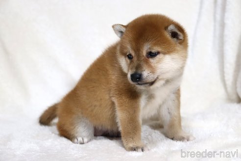 成約済の滋賀県の柴犬-354641の9枚目