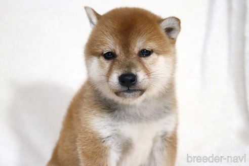 成約済の滋賀県の柴犬-354641の8枚目