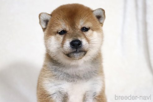成約済の滋賀県の柴犬-354641の7枚目