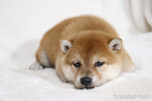 成約済の滋賀県の柴犬-354641の6枚目