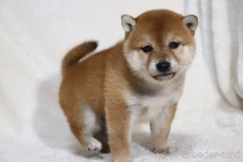 成約済の滋賀県の柴犬-354641の5枚目