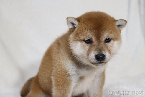 成約済の滋賀県の柴犬-354641の4枚目