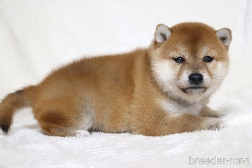 成約済の滋賀県の柴犬-354641の3枚目