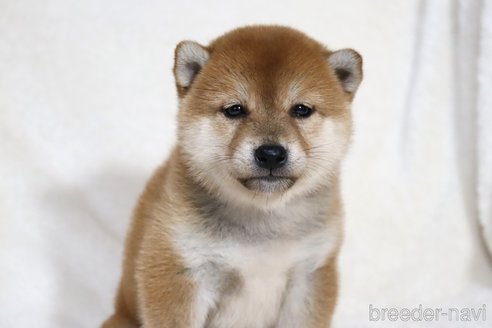 成約済の滋賀県の柴犬-354641の2枚目