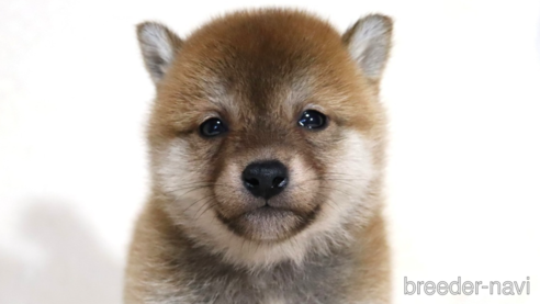 成約済の滋賀県の柴犬-354645