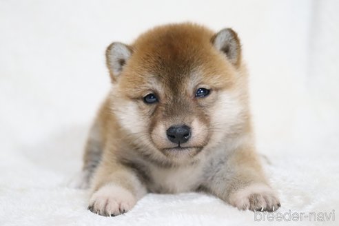 成約済の滋賀県の柴犬-354645の15枚目