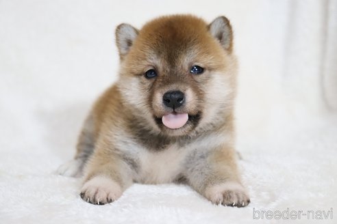 成約済の滋賀県の柴犬-354645の14枚目