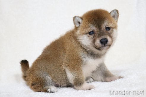 成約済の滋賀県の柴犬-354645の13枚目