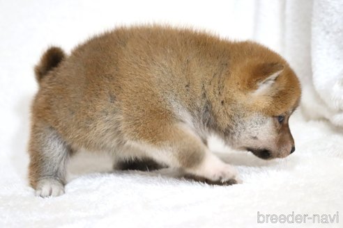 成約済の滋賀県の柴犬-354645の11枚目