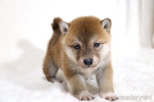 成約済の滋賀県の柴犬-354645の10枚目