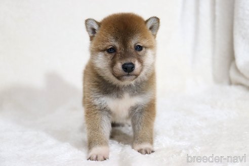 成約済の滋賀県の柴犬-354645の9枚目