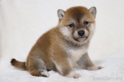 成約済の滋賀県の柴犬-354645の8枚目