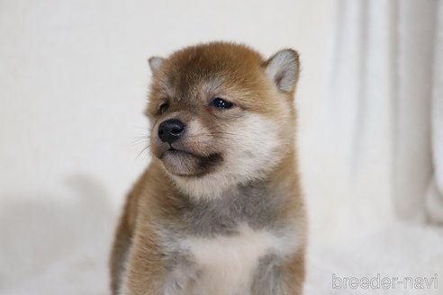 成約済の滋賀県の柴犬-354645の7枚目