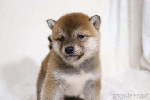 成約済の滋賀県の柴犬-354645の6枚目