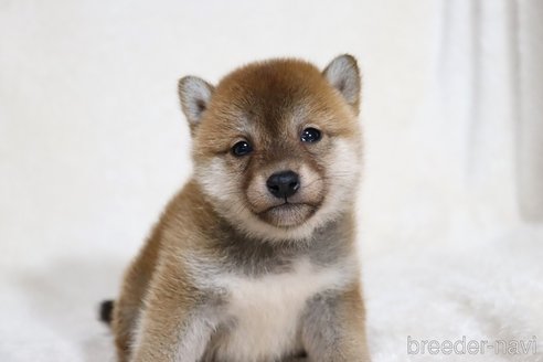 成約済の滋賀県の柴犬-354645の5枚目