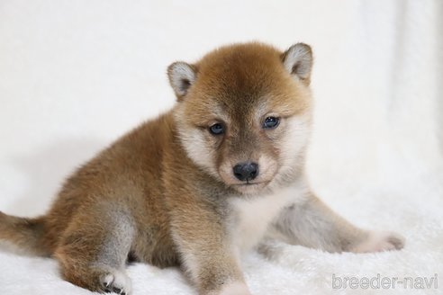 成約済の滋賀県の柴犬-354645の4枚目