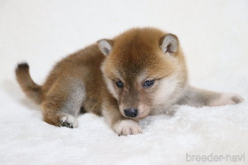 成約済の滋賀県の柴犬-354645の3枚目