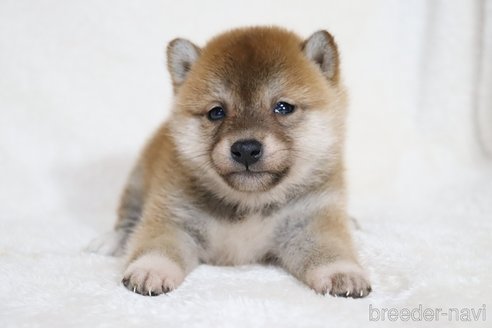 成約済の滋賀県の柴犬-354645の2枚目