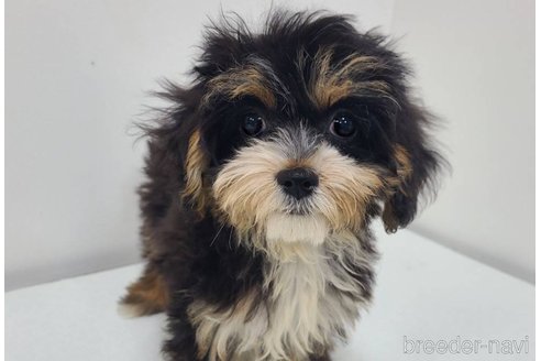 成約済の東京都のキャバプー:キャバリア×トイプードル-339145の7枚目