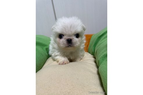 成約済の滋賀県のペキニーズ-350112の18枚目