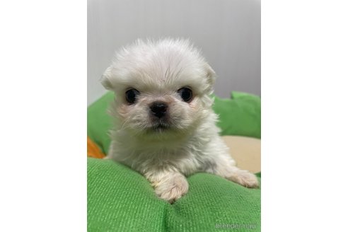 成約済の滋賀県のペキニーズ-350112の19枚目