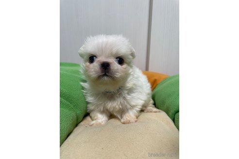 成約済の滋賀県のペキニーズ-350112の16枚目