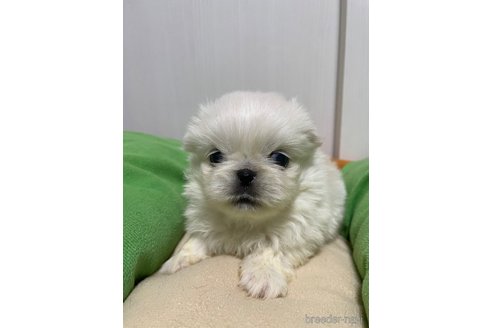 成約済の滋賀県のペキニーズ-350340の20枚目