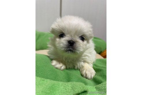 成約済の滋賀県のペキニーズ-350340の17枚目
