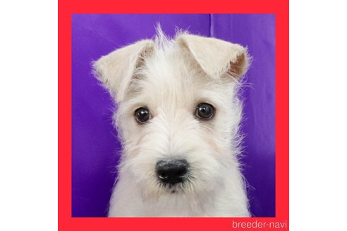 子犬