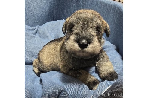 成約済の岡山県のミニチュアシュナウザー-353363の20枚目